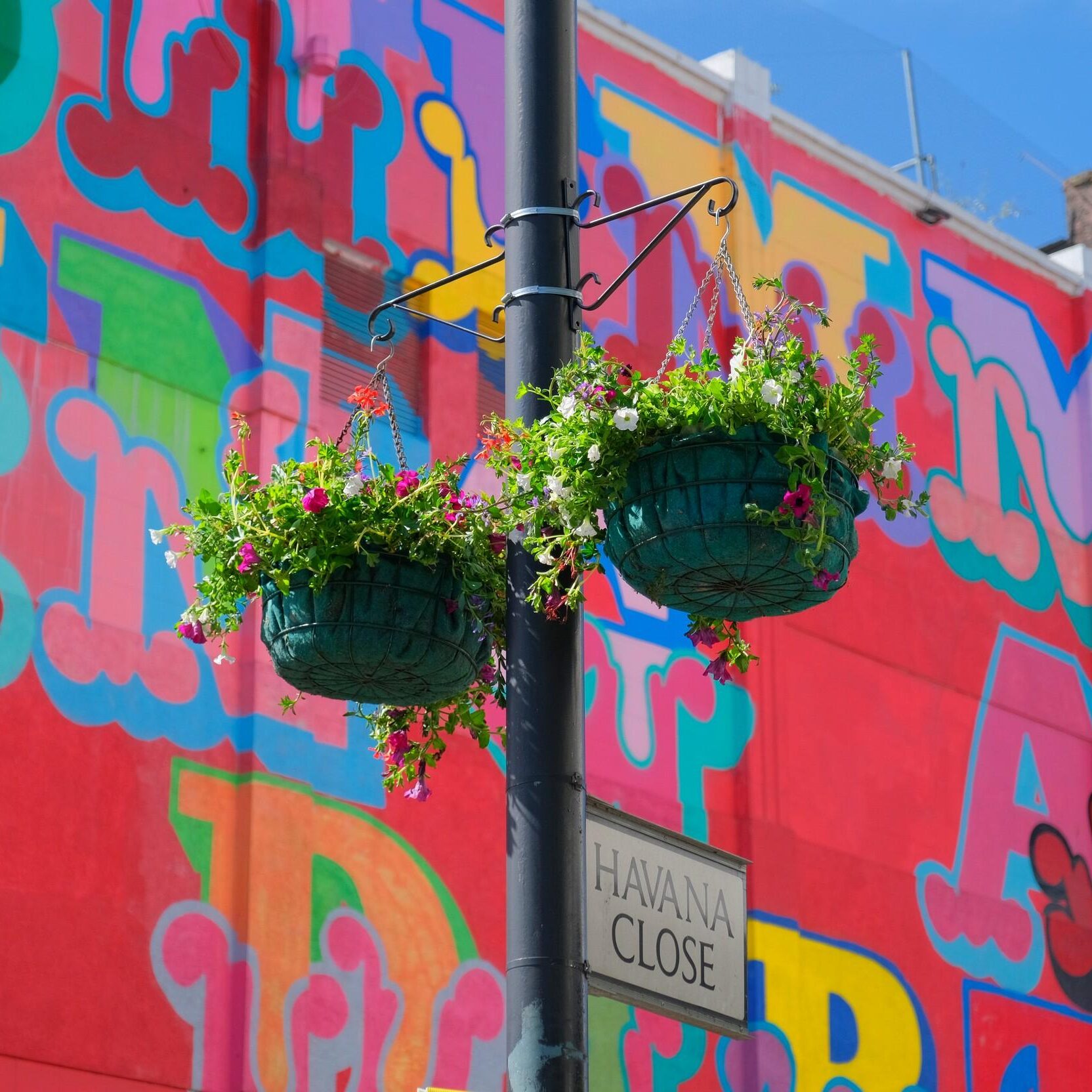flowers-8